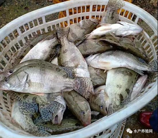 鎮江不僅導致了全市的水產品消費受到嚴重打擊,連周邊的南京常州等地