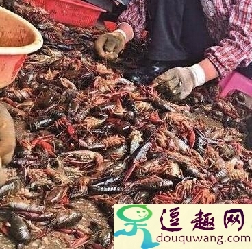 曝光蝦仁制作過程死蝦做原料水產(chǎn)死蝦收購內(nèi)幕湖北外婆家食品死蝦做蝦仁_娛樂猛回頭_逗趣網(wǎng)