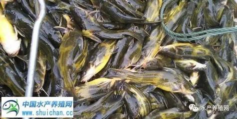 四川鑫平春水產(chǎn)飼料