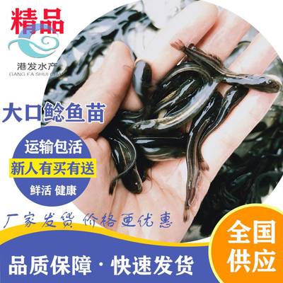 江河魚河鰹魚苗養(yǎng)殖 技術(shù)支持 四川成都軍魚收購價