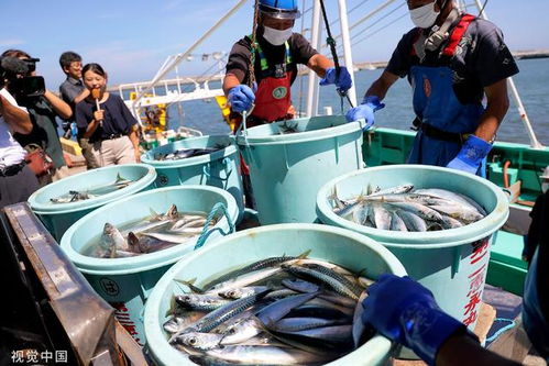 中國全面暫停進口后,日本政府?dāng)M追加200億日元支持漁業(yè)企業(yè)