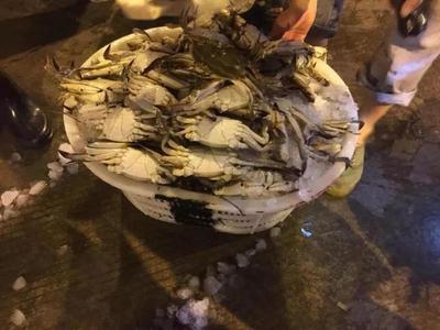 第一網梭子蟹、水潺“抵達戰場”!批發價格感人