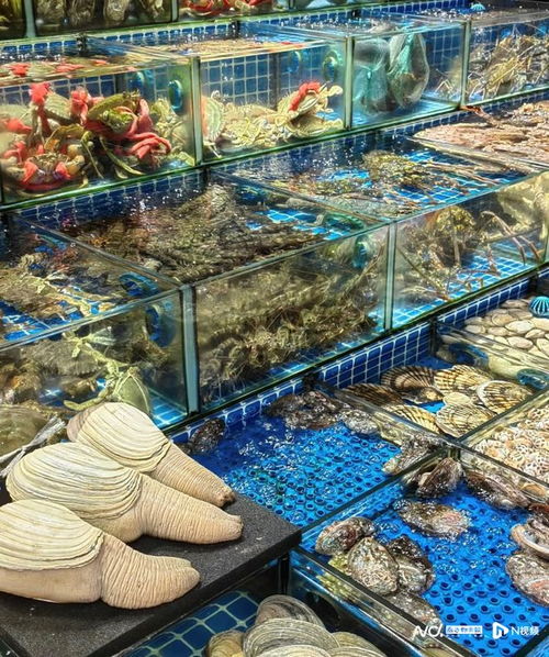 老廣年貨圖鑒 堅(jiān)果 禽類進(jìn)貨量激增,海鮮 年宵花購銷兩旺