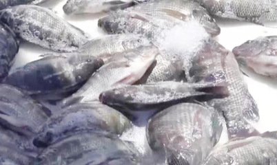 廣東:羅非魚食品化 帶動(dòng)產(chǎn)業(yè)鏈上下游增收
