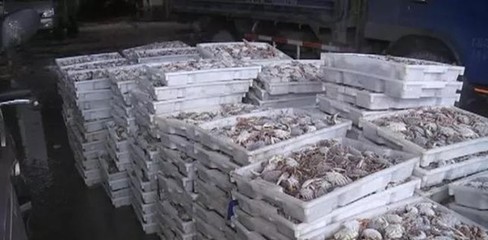 且吃且珍惜!近期部分新鮮漁貨價(jià)格最高上漲20%