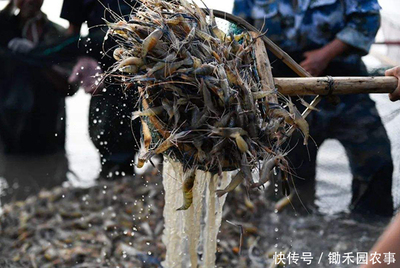 禽類(lèi)水產(chǎn)銷(xiāo)售難:1天損失近3億,羅非魚(yú)、對(duì)蝦、小龍蝦壓塘嚴(yán)重