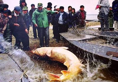 漁民捕千斤大鰉魚,被水產(chǎn)研究所收購,價格達到20萬左右