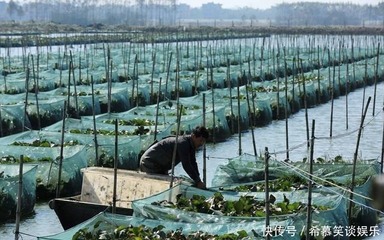 80萬斤上市,收購價大跌10元,市場價仍不便宜,農民:誰搗亂?
