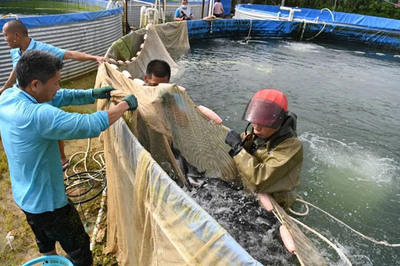 每公斤利潤超14元!石灣鎮加州鱸魚養殖產業發展勢頭良好