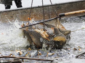 2019年上半年國家產地水產品獸藥殘留監控情況發布 全國養殖水產品質量安全保持較高水平
