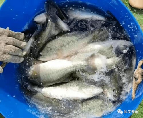 牛轉熊 這條魚后市如何發展
