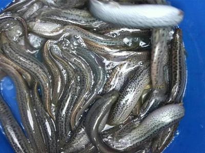 高價大量收購臺灣泥鰍,_泥鰍價格_中國水產養殖網