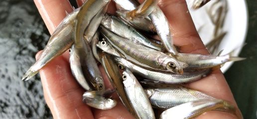 包成活率 特種水產 收購 馬口魚苗批發 產地直銷馬口魚水花苗