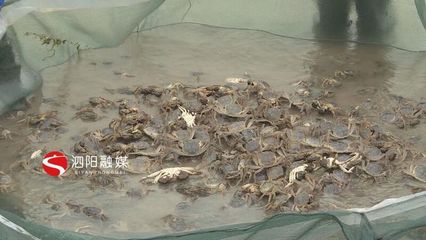 泗陽:特色農業百花齊放助力鄉村振興穩步推進