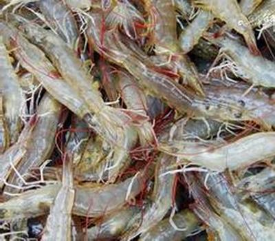 海涂南美白對蝦畝產效益提升